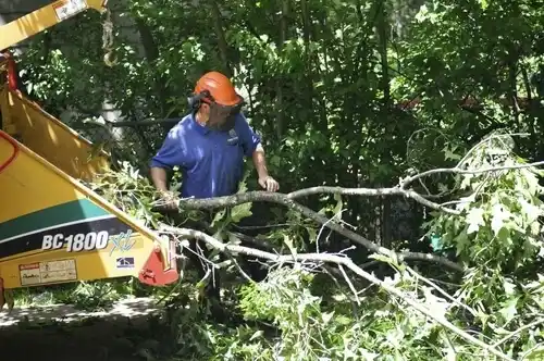 tree services Audubon